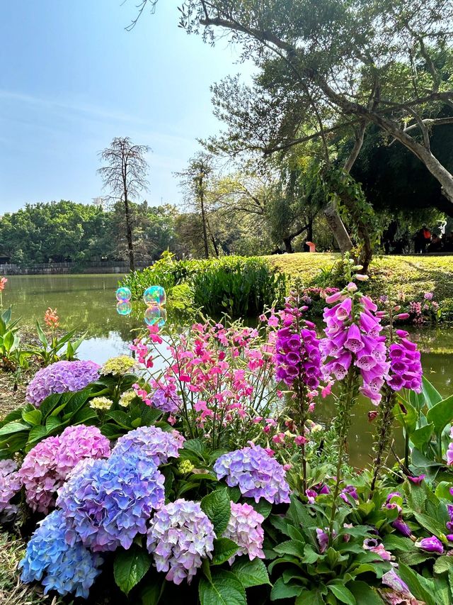 深圳人民公園 | 莫奈秘境花園🫧春日氣氛感  這是深圳市內最早的公園之一，安靜人少，閒暇時來這