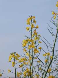 曲靖春日限定 | 寥廓公園賞油菜花攻略
