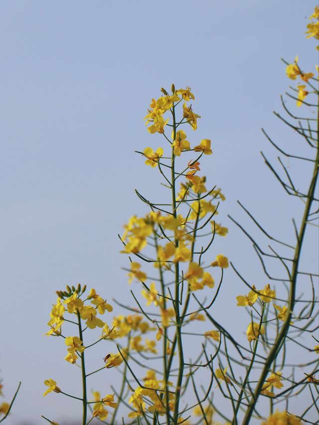 曲靖春日限定 | 寥廓公園賞油菜花攻略
