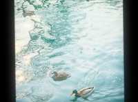 來到北海公園，感受歷史底蘊