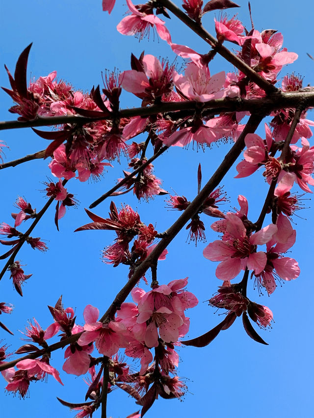 杭州清河坊街春日桃花季｜一秒墜入粉色浪漫