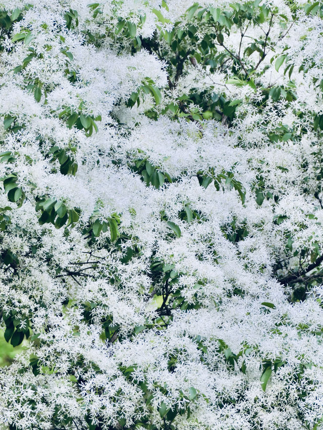 北京落雪？不，那是流蘇開花了！