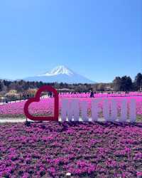 富士山下｜富士芝櫻祭全攻略