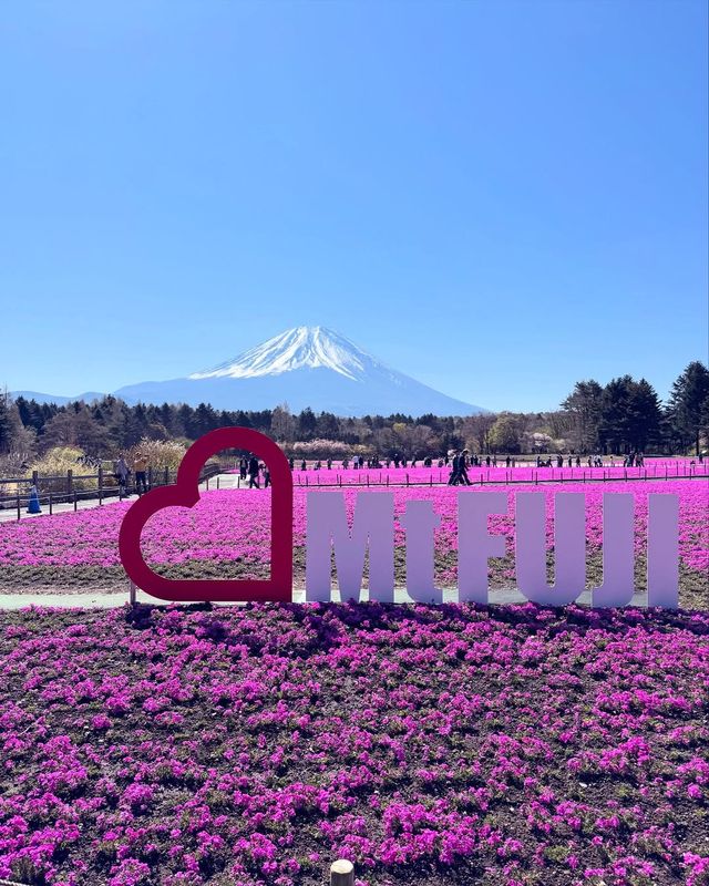 富士山下｜富士芝櫻祭全攻略