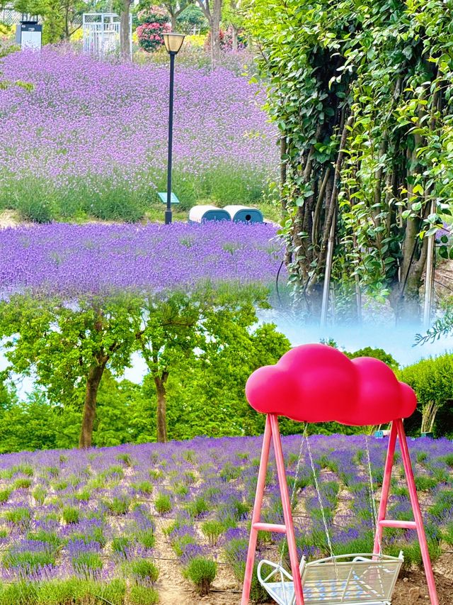 七萬株薰衣草同時綻放🪻5月限定夢幻花海全攻略