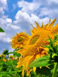 🌻邂逅廣州限定浪漫！向日葵花海美出圈