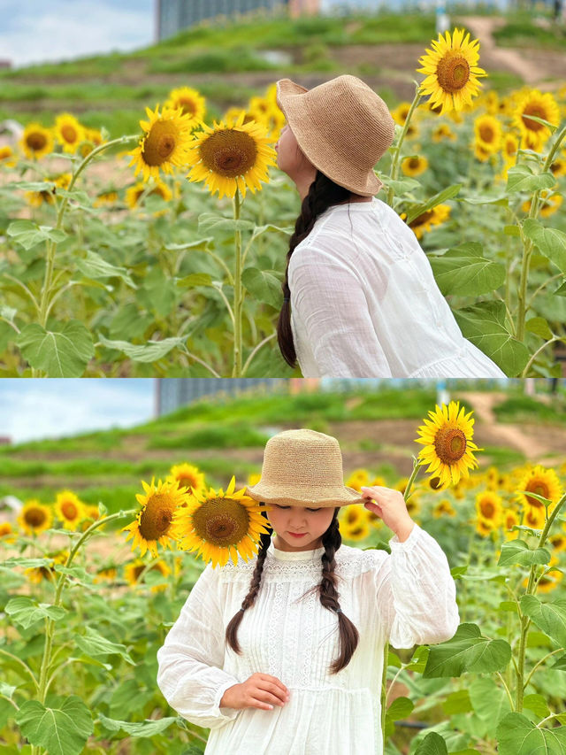 深圳的寶子們注意啦！光明歡樂田園的向日葵花海美到讓人尖叫🌻5.16新鮮熱辣實拍，金燦燦的花田直接把夏日浪漫值拉滿！