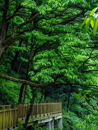 成都3小時即達！闖入綠野仙蹤瀑布群杜鵑花海追猴子