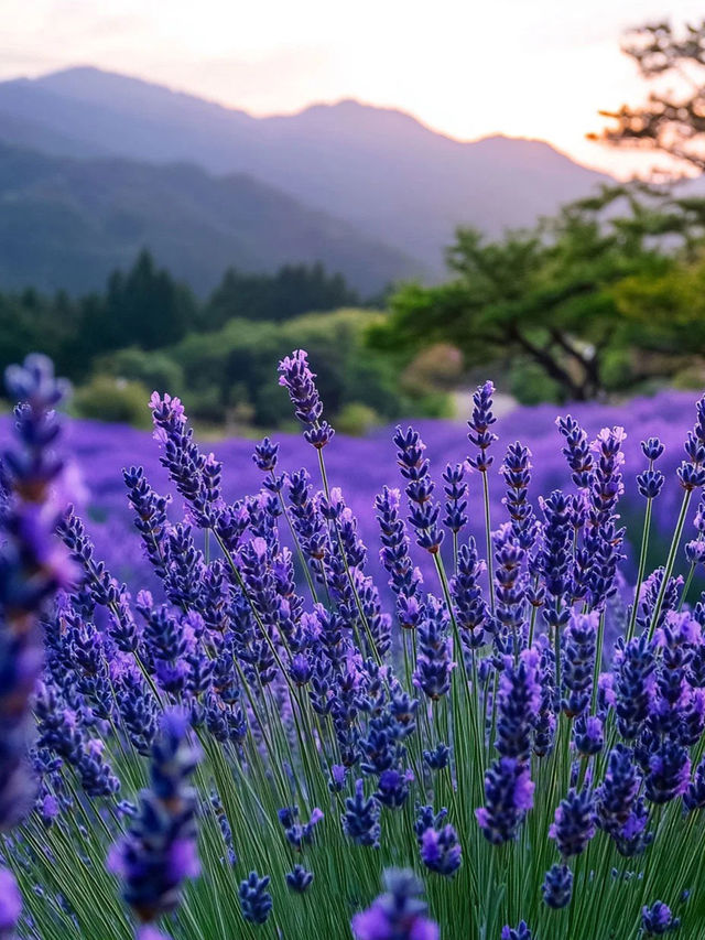 富士山的紫色情書河口湖的薰衣草花海