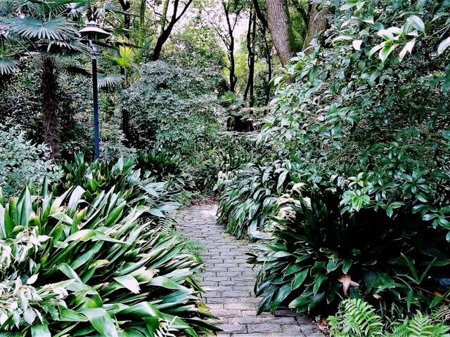 Wuhan Botanic Garden: Where Science, Conservation, and Botanical Splendor Converge