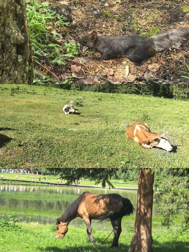 新疆伊犁9日親子遊
把夏天裝進童話裏
