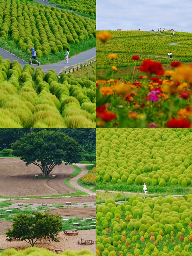 茨城：花海與自然的奇幻之旅