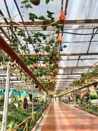 ✅ Global innovations – See how China leads in smart agriculture!