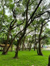希貝至香樟公園：旅拍中的城市逸韻