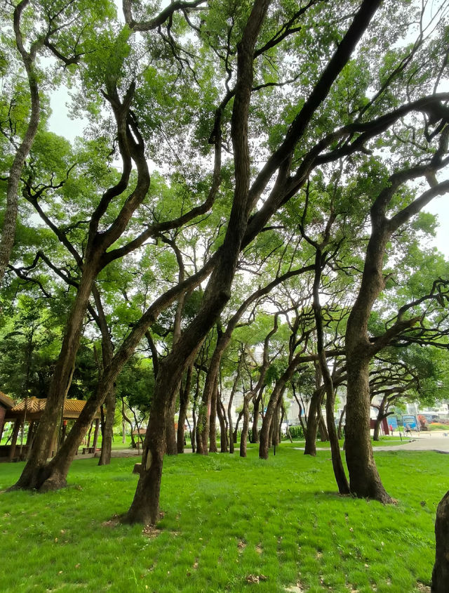 希貝至香樟公園：旅拍中的城市逸韻