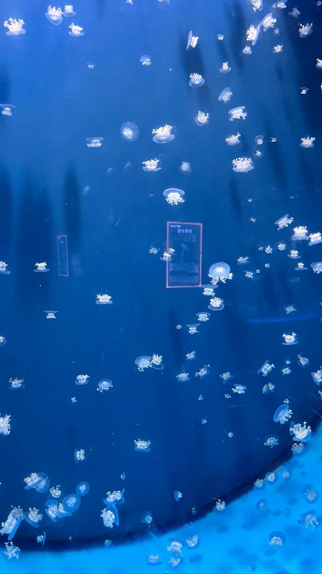 鄭州海洋館 | 超詳細遊玩攻略