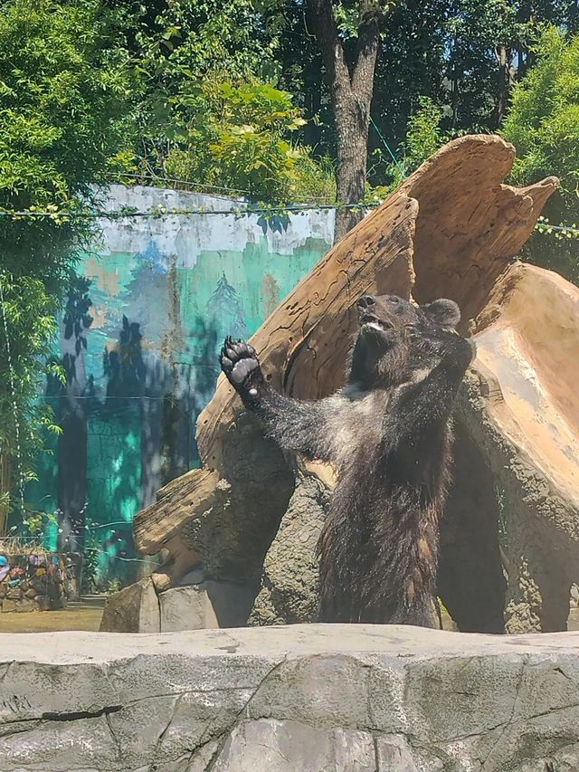 湖州龍之夢動物園全攻略｜親子/情侶/長者遊玩指南