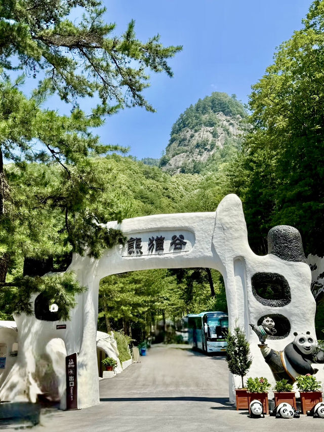 竹影斑斕，熊貓谷的純白時光