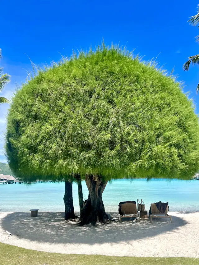 Tahiti Island Ceiling! This Island-Hopping List Rivals the Maldives, Please Keep It