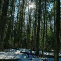 🌲 Helsinki Forests in Winter – Endless Walks in Silent Snow