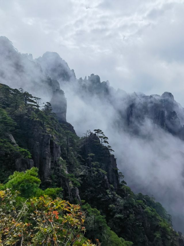 團結松，雨傘松，大王松皆迎客松