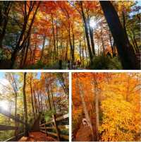中國紅葉第一山！高鐵可達，即將漫山紅遍！