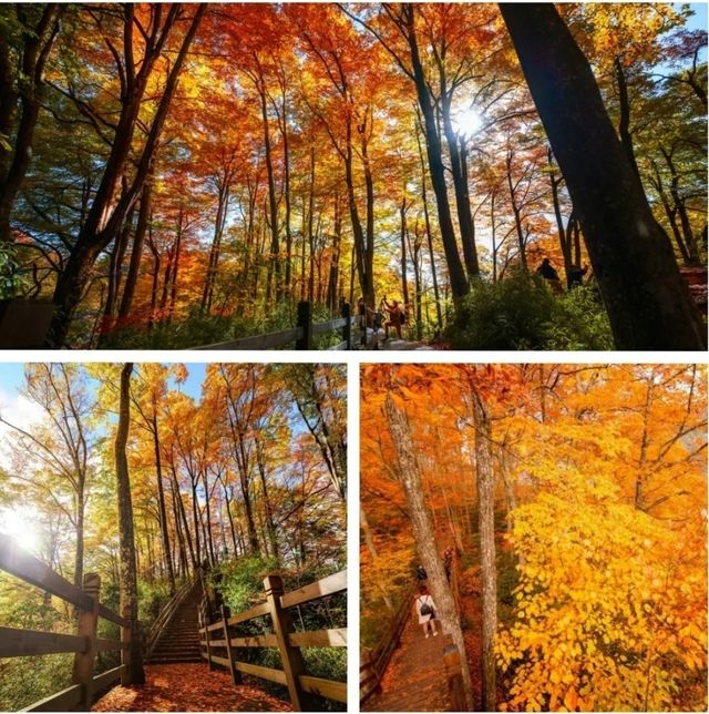 中國紅葉第一山！高鐵可達，即將漫山紅遍！