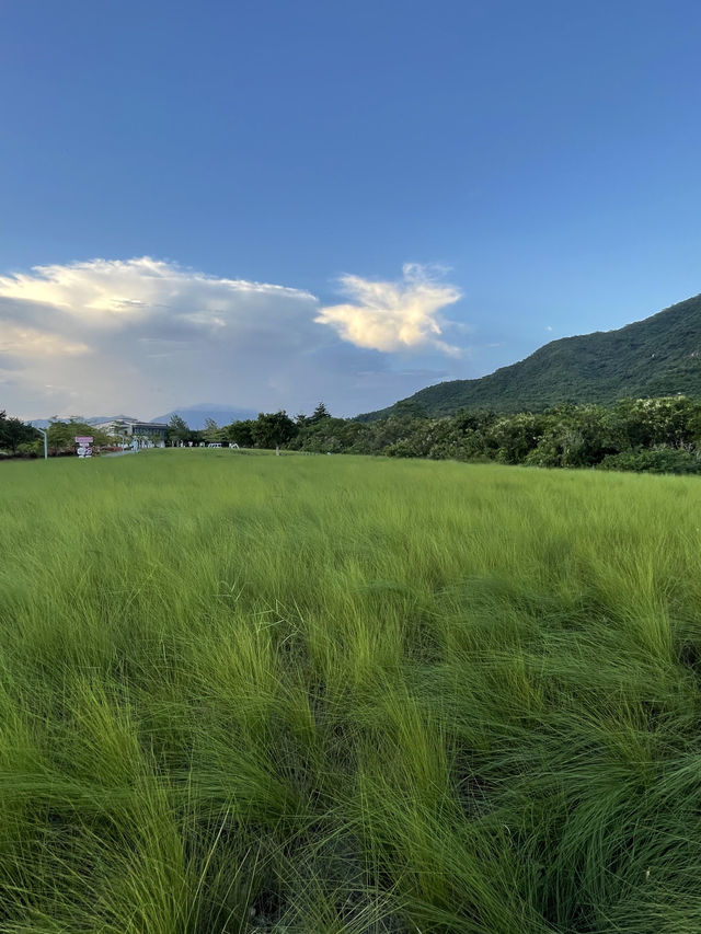 深圳最美濕地公園徒步攻略
