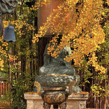 🍂시안 고관인선사의 가을, 천년 은행나무와의 만남 🏯