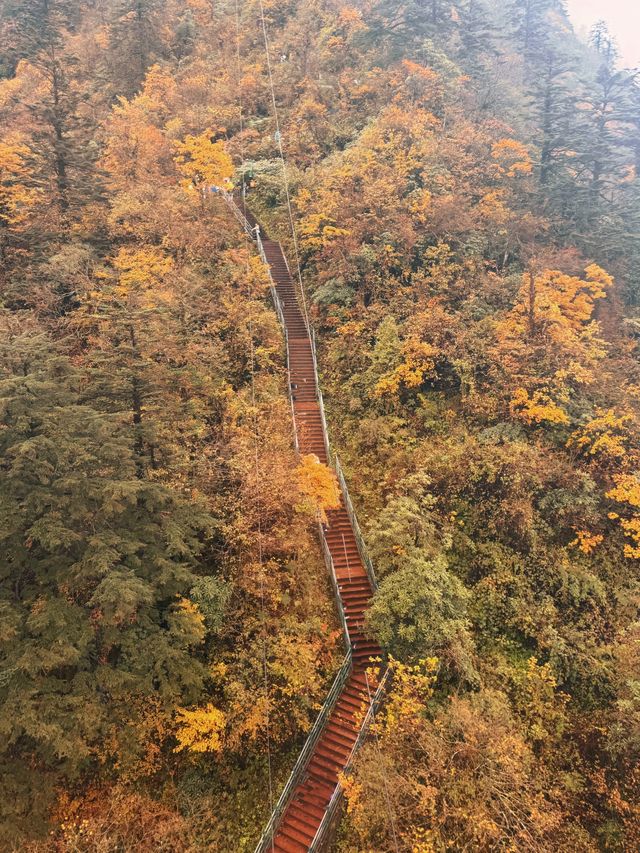 錯過等一年！成都周邊秋日彩林免費開放