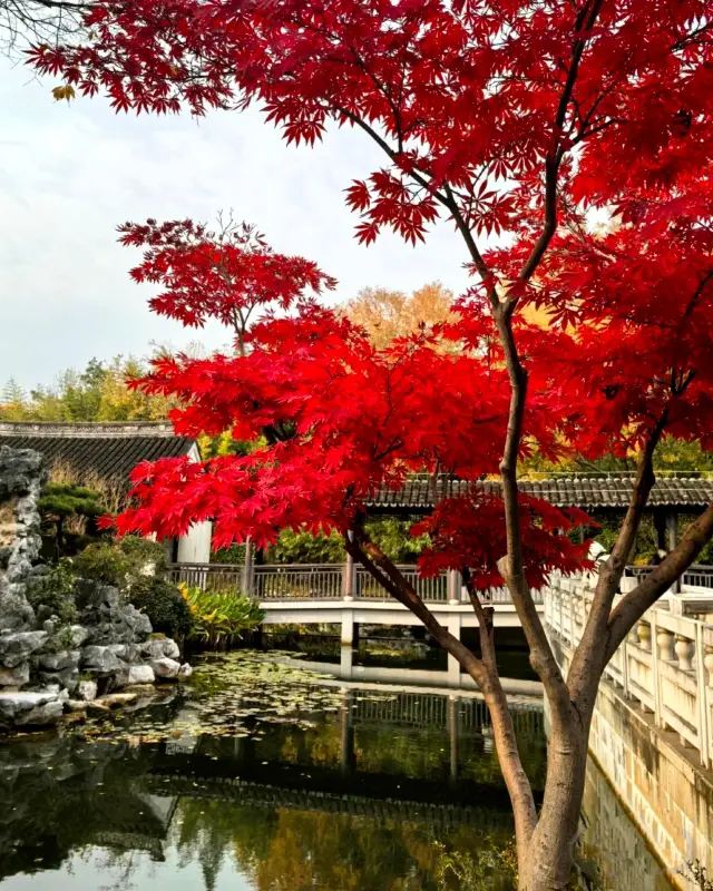 Shanghai Autumn Exclusive｜A "Maple" Fairy Tale Hidden in a Classical Garden