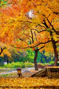 帝都秋色必打卡地