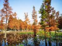 煙台深秋絕美打卡!住進希爾頓賞水杉秘境