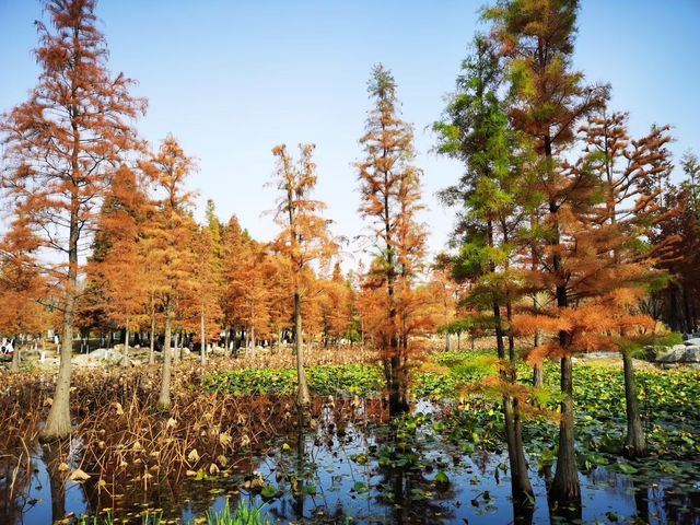 煙台深秋絕美打卡!住進希爾頓賞水杉秘境 煙台深秋絕美打卡!住進希爾頓賞水杉秘境