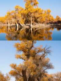 新疆胡楊林最佳觀賞攻略金色秘境&自駕避坑指南