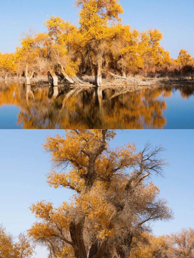 新疆胡楊林最佳觀賞攻略金色秘境&自駕避坑指南 新疆胡楊林最佳觀賞攻略金色秘境&自駕避坑指南