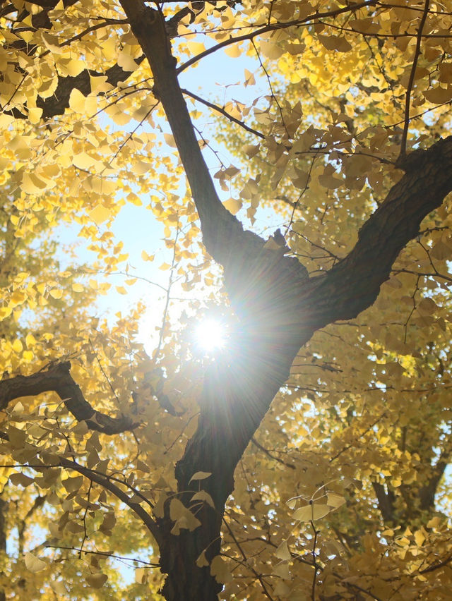 邯鄲賞秋必去地！磁縣天保寨的紅葉讓你美哭