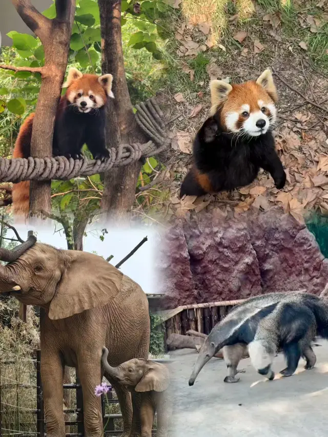 40 yuan is totally worth it! The ultimate Shanghai Zoo guide for kids and photo ops