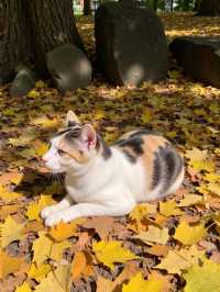 保姆級攻略！在天水，發現一個即將爆火的彩林秘境！