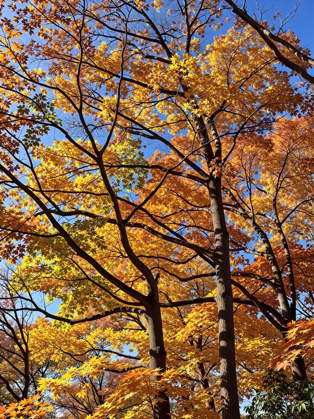 北京美到心顫的紅葉