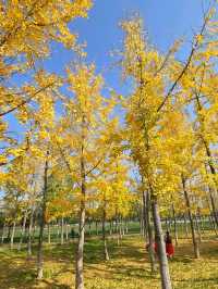 一秒穿越漢宮賞秋景