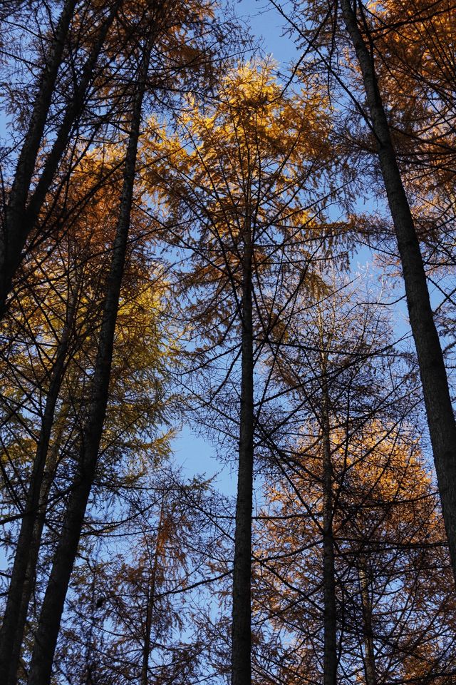 秦嶺留壩環線之情人谷