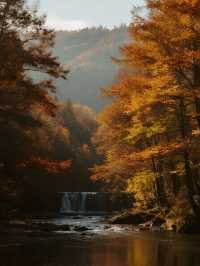 秋日遛娃私藏地！光霧山紅葉美到心巴上