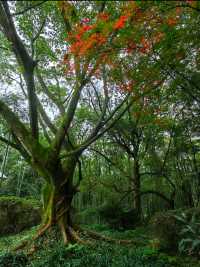 峨眉山風景名勝區