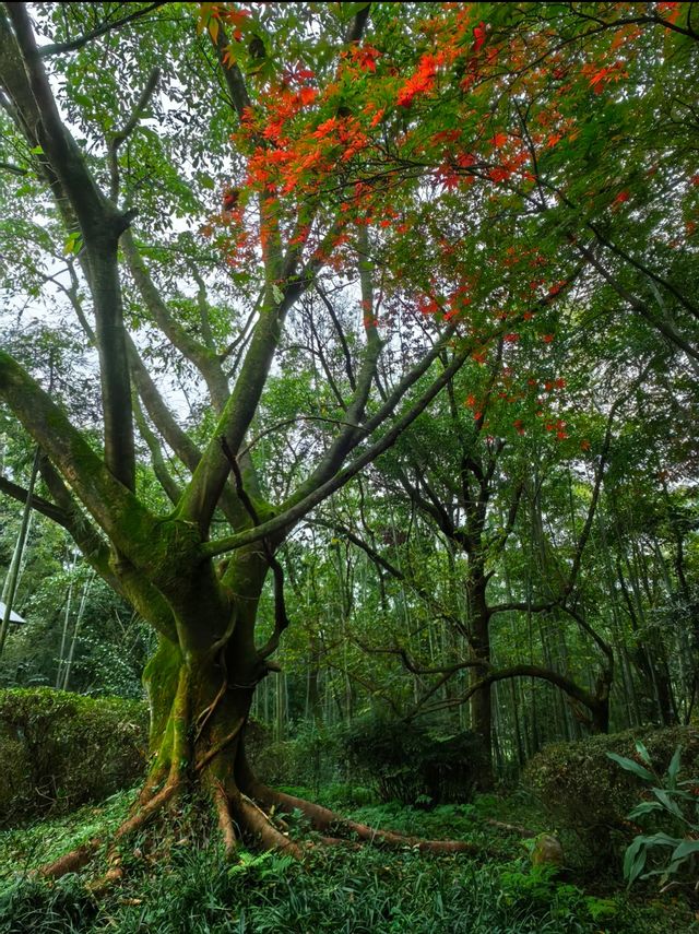 峨眉山風景名勝區