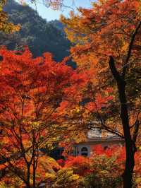 關東絕景!高尾山紅葉狩全攻略錯過再等一年