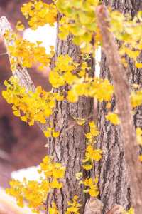 牛首山秋季限定「金」景，已閃亮登場！