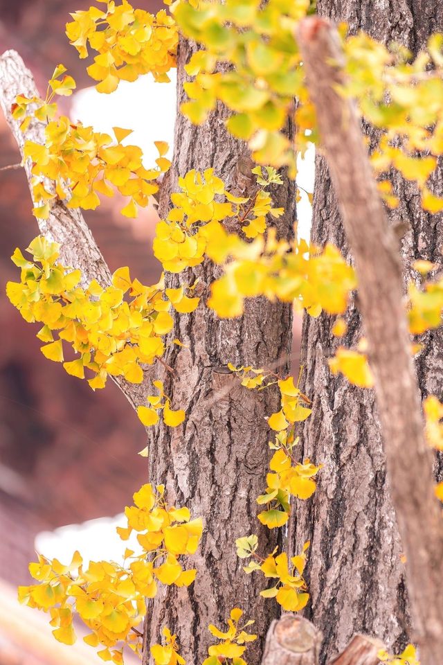 牛首山秋季限定「金」景，已閃亮登場！