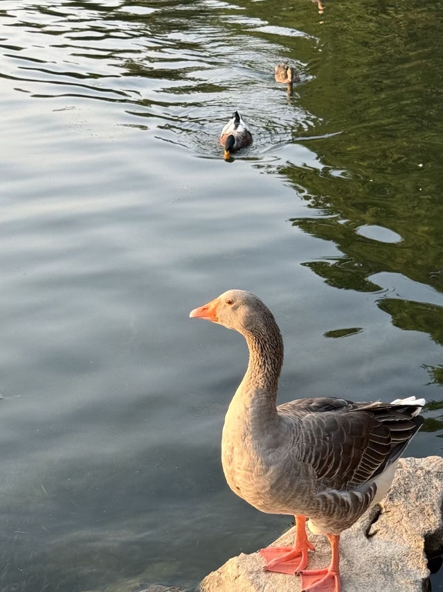 魔都隱蔽寶藏!西郊賓館免費參觀全攻略 魔都隱蔽寶藏!西郊賓館免費參觀全攻略