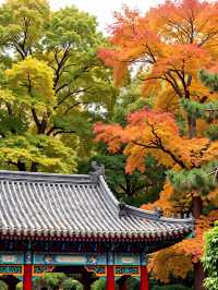 被野三坡的"火焰楓"驚艷到說不出話！